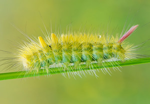 Buchen-Streckfuß (Calliteara pudibunda), 26.07.2014