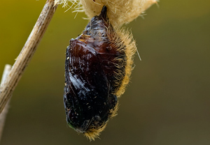 Buchen-Streckfuß (Calliteara pudibunda) – Foto 4