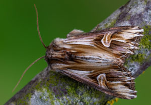 Vielzahn-Johanniskrauteule (Actinotia polyodon), 24.05.2026, Hürth
