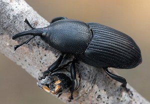 Scyphophorus acupunctatus, 24.10.2024, Roses