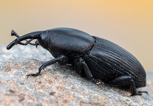 Scyphophorus acupunctatus, 19.10.2024, Roses