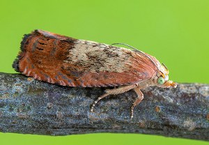 Kastanienwickler (Cydia amplana), 31.07.2025, Wyry