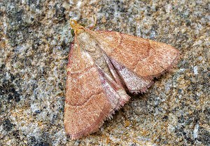 Hypsopygia incarnatalis, 15.08.2025, Baška