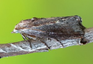 Große Wachsmotte (Galleria mellonella), 11.08.2025, Baška