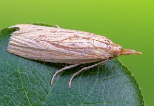 Ematheudes punctella, 06.08.2025, Baška