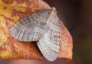 Kleiner Frostspanner (Operophtera brumata), 16.11.2010, Weitersburg