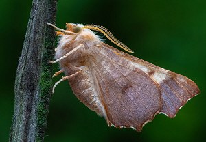 Eschen-Zackenrandspanner (Ennomos fuscantaria), 21.07.2026, Wyry
