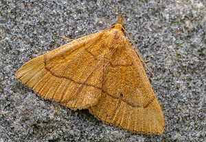 Trübgelbe Spannereule (Paracolax tristalis), 16.07.2025, Wyry