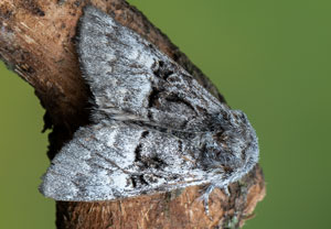 Haseleule (Colocasia coryli), 02.04.2021, Hürth