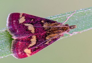 Purpurroter Zünsler (Pyrausta purpuralis), 26.04.2014, Köln-Rodenkirchen