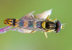 Gewöhnliche Langbauchschwebfliege (Sphaerophoria scripta), 12.06.2011, Ebernhahn
