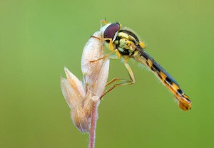 Gewöhnliche Langbauchschwebfliege (Sphaerophoria scripta), 12.06.2011, Ebernhahn