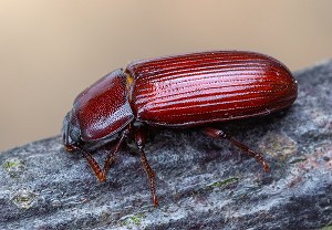 Kleiner Faulholz-Schwarzkäfer (Uloma rufa), 09.06.2026, Wörth am Rhein
