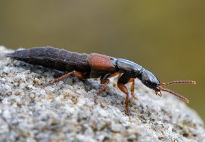 Ocypus fulvipennis, 06.04.2026, Perchtoldsdorf