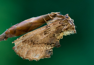 Kamel-Zahnspinner (Ptilodon capucina)
