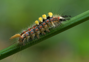 Schlehen-Bürstenspinner (Orgyia antiqua) &ndash; Foto 3
