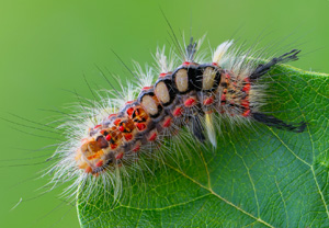 Schlehen-Bürstenspinner (Orgyia antiqua), 09.07.2020, Ogrodrzieniec