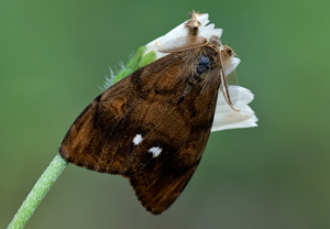 Schlehen-Bürstenspinner (Orgyia antiqua) &ndash; Foto 1