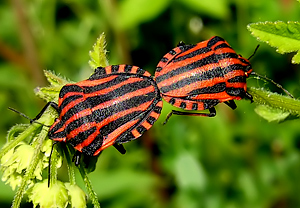 Streifenwanze (Graphosoma italicum) &ndash; Foto 2