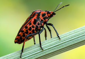 Streifenwanze (Graphosoma italicum) &ndash; Foto 3