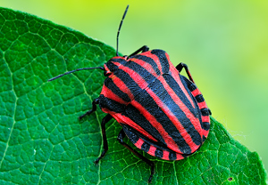 Streifenwanze (Graphosoma italicum) &ndash; Foto 4