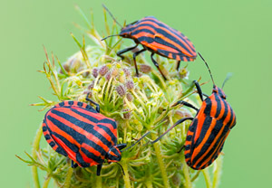 Streifenwanze (Graphosoma italicum), 15.07.2015