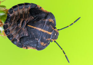 Streifenwanze (Graphosoma italicum), 19.08.2023, Hürth