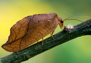 Totes Blatt (Drepanepteryx phalaenoides) &ndash; Foto 2