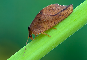 Totes Blatt (Drepanepteryx phalaenoides) &ndash; Foto 1