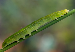 Zackeneule (Scoliopteryx libatrix) – Foto 2