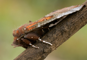 Zackeneule (Scoliopteryx libatrix) – Foto 3