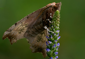Zackeneule (Scoliopteryx libatrix) – Foto 4