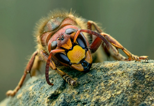 Hornisse (Vespa crabro) &ndash; Foto 2