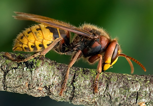 Hornisse (Vespa crabro) &ndash; Foto 3