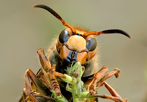Hornisse (Vespa crabro) &ndash; Foto 4