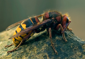 Hornisse (Vespa crabro)