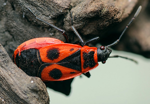 Gemeine Feuerwanze (Pyrrhocoris apterus) &ndash; Foto 2