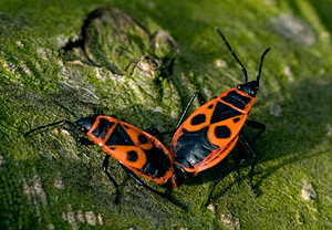 Gemeine Feuerwanze (Pyrrhocoris apterus) &ndash; Foto 3
