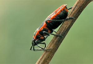 Gemeine Feuerwanze (Pyrrhocoris apterus) &ndash; Foto 1
