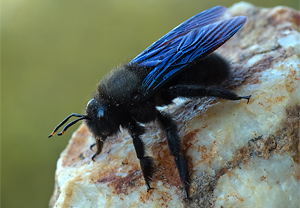 Blaue Holzbiene (Xylocopa violacea) &ndash; Foto 2