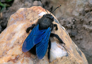 Blaue Holzbiene (Xylocopa violacea) &ndash; Foto 3