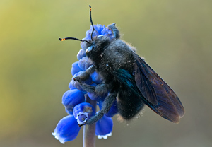 Blaue Holzbiene (Xylocopa violacea)