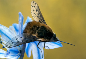 Gefleckter Wollschweber (Bombylius discolor) – Foto 3