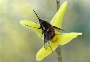 Gefleckter Wollschweber (Bombylius discolor) – Foto 1