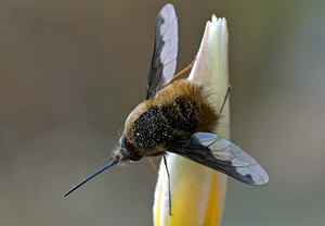 Großer Wollschweber (Bombylius major) &ndash; Foto 2