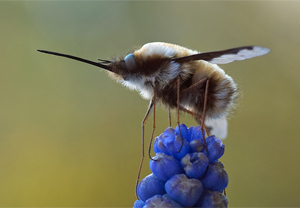 Großer Wollschweber (Bombylius major)