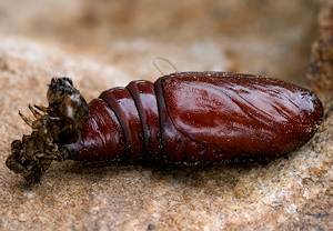 Flohkrauteule (Melanchra persicariae) &ndash; Foto 4
