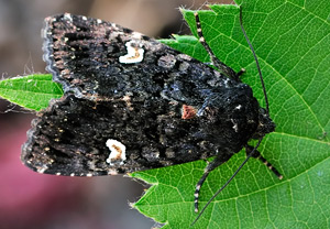 Flohkrauteule (Melanchra persicariae) &ndash; Foto 5