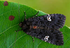 Flohkrauteule (Melanchra persicariae), 15.07.2025, Wyry