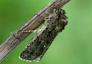 Flohkrauteule (Melanchra persicariae) &ndash; Foto 1